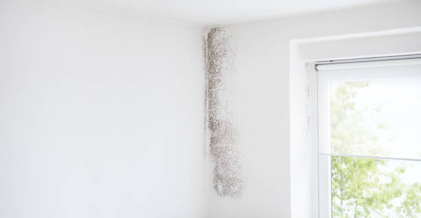 Best Forensic Mold Investigation  in Ashland, KY