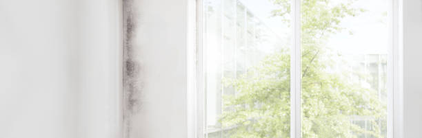 Best Commercial Mold Inspection  in Ashland, KY