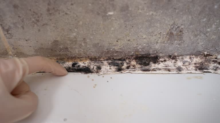 Best Comprehensive Air Testing for Mold Contaminants  in Ashland, KY