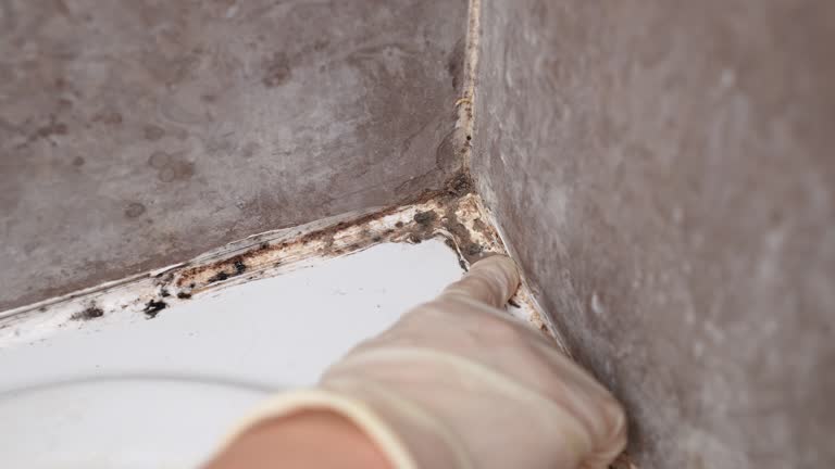 Best Mold Remediation for Healthcare Facilities  in Ashland, KY